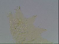 Echiniscus blumi image