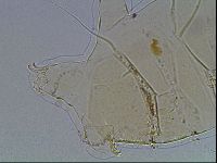 Echiniscus blumi image