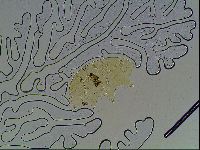 Echiniscus blumi image
