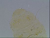 Echiniscus blumi image