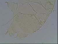 Echiniscus blumi image