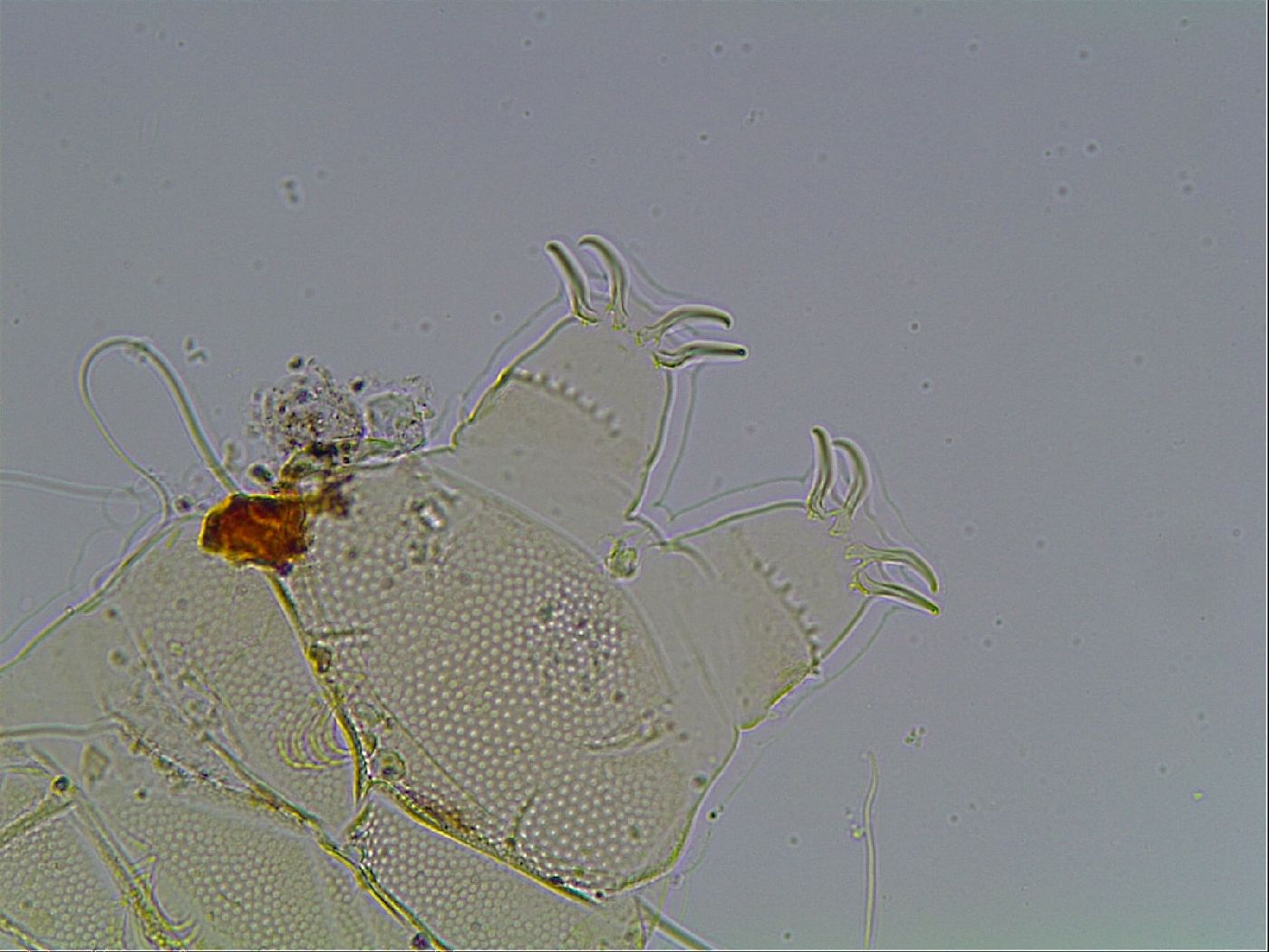 Echiniscus blumi image