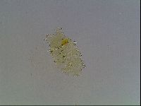 Echiniscus blumi image