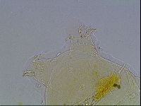 Echiniscus blumi image