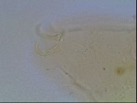 Echiniscus blumi image