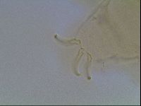 Echiniscus blumi image