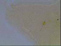 Echiniscus blumi image
