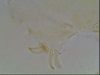 Echiniscus blumi image