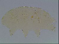 Echiniscus blumi image