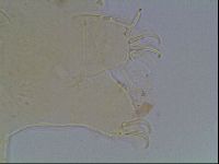 Echiniscus blumi image