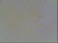 Echiniscus blumi image