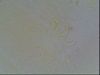 Echiniscus blumi image
