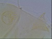 Echiniscus blumi image