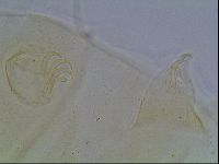 Echiniscus blumi image