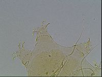 Echiniscus blumi image