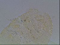 Echiniscus blumi image