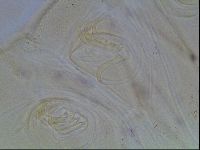 Echiniscus blumi image