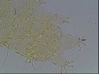 Echiniscus blumi image