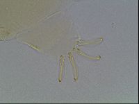 Echiniscus blumi image