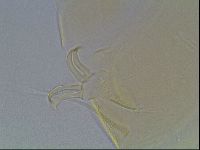 Echiniscus blumi image