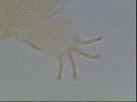 Echiniscus blumi image