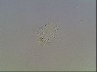 Echiniscus blumi image