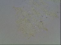 Echiniscus blumi image