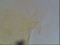 Echiniscus blumi image