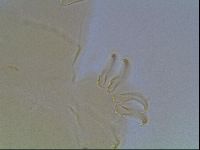 Echiniscus blumi image