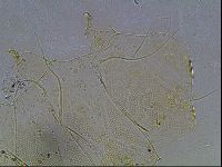 Echiniscus blumi image