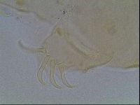 Echiniscus blumi image