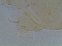 Echiniscus blumi image