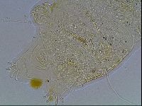 Echiniscus blumi image
