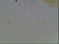 Echiniscus blumi image