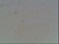 Echiniscus blumi image