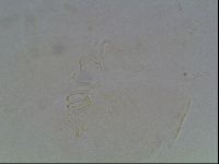 Echiniscus blumi image