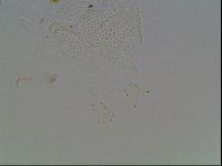 Echiniscus blumi image