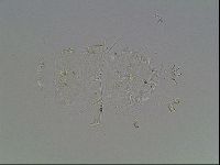 Echiniscus blumi image