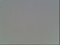 Echiniscus blumi image