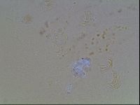 Echiniscus blumi image