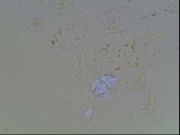 Echiniscus blumi image