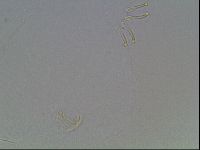 Echiniscus blumi image