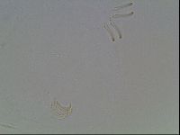 Echiniscus blumi image