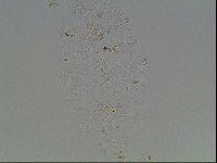 Echiniscus blumi image