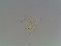 Echiniscus blumi image