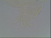 Echiniscus blumi image