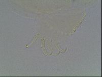 Echiniscus blumi image