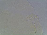 Echiniscus blumi image