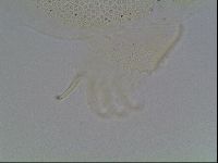 Echiniscus blumi image