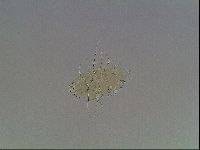 Echiniscus blumi image